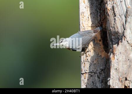 Un nuthatch maschio adulto di Krüper (Sitta krueperi) vicino ad un nido in primavera sull'isola greca di Lesbo Foto Stock