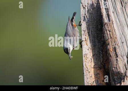 Un nuthatch maschio adulto di Krüper (Sitta krueperi) vicino ad un nido in primavera sull'isola greca di Lesbo Foto Stock