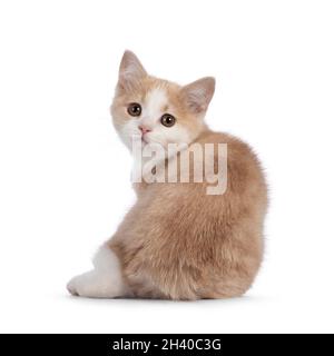 Adorabile cucciolo di gatto Manx sartiglio, seduto indietro. Guardando oltre la spalla verso la fotocamera con occhi droopy dolci. Isolato su sfondo bianco. Foto Stock