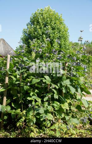 Clematis heracleifolia var. Davidiana, clematis aviflied Foto Stock