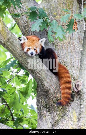 Panda rosso - Ailurus Fulgens - ritratto. Animale carino che riposa pigro su un albero. Foto Stock