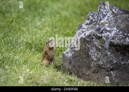 Scoiattolo di terra a tredici righe (Ictidomys tridecemlineatus) Foto Stock