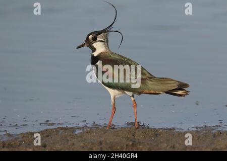 una grande egretta bianca con un disegno di legge giallo che mostra un individuo immaturo o invernale Foto Stock