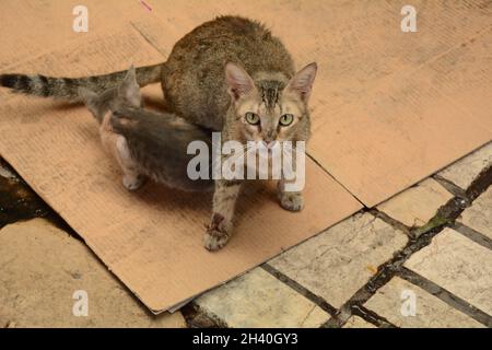 Il gatto a righe protegge il suo gattino nella strada di Acre, Israele (Akko) Foto Stock