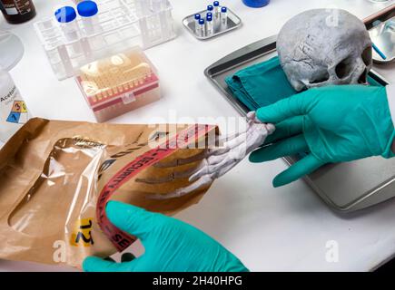 Lo scienziato forense rimuove la mano destra dello scheletro umano dalla borsa delle prove per indagare sull'omicidio e prendere campioni di laboratorio di crimine, immagine concettuale Foto Stock