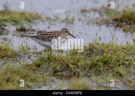 Pectoral Sandpiper (giovanile) Port Meadow, Oxford, Regno Unito Foto Stock