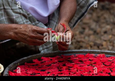 Una donna indiana prepara quotidianamente un mazzo di boccioli di fiori di cosmo di ibisco in una grande pentola piena d'acqua presso la fattoria di Philipkutty su un'isola artificiale in K. Foto Stock