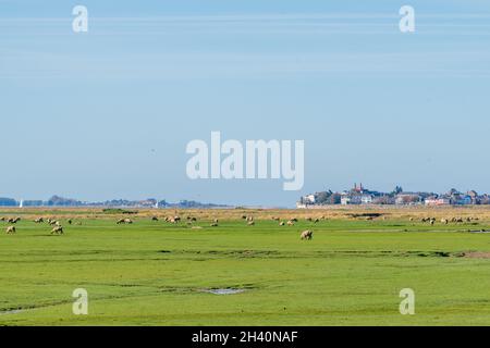 Moutons de prés salés devant le village du Crotoy, Francia, Baie de Somme, automne Foto Stock