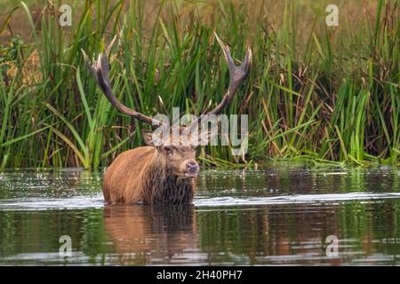 Red Deer in Lake, Bushy Park, Londra Foto Stock