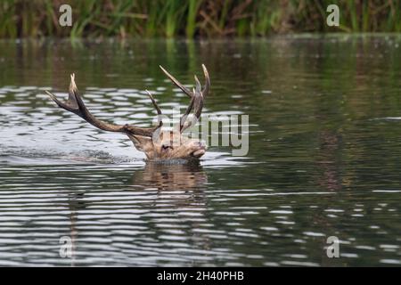 Red Deer in Lake, Bushy Park, Londra Foto Stock