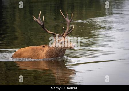 Red Deer in Lake, Bushy Park, Londra Foto Stock