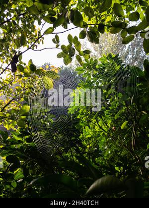 La luce del sole cattura una ragnatela su un albero in una mattina con una rugiada pesante Foto Stock