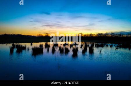 Tramonto colorato su paludi con canne e alberi in silhouette Foto Stock