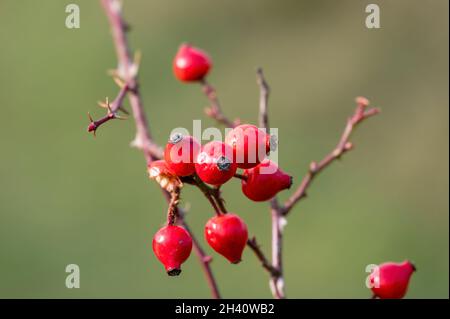 Impressioni autunnali con fianchi di rose su un cespuglio alla luce del sole. Foto Stock