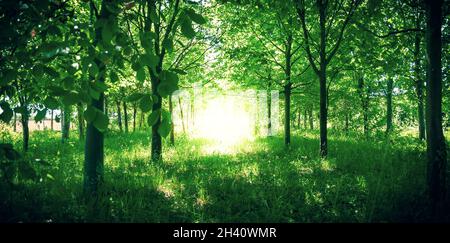 Luce luminosa in una foresta, concetto di Dio, divinità, spirito, manifestazione, ispirazione o esperienza vicina alla morte Foto Stock