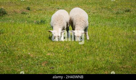 Due agnelli in un campo si chiudono insieme Foto Stock