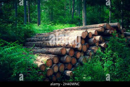 Un mucchio di tronchi tagliati pronti per essere raccolti sul bordo di una foresta Foto Stock
