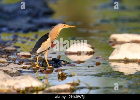 Un piccolo Bittern maschio adulto (Ixobrychus minutus) sulla migrazione primaverile sull'isola greca di Lesbo Foto Stock