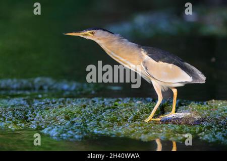 Un piccolo Bittern maschio adulto (Ixobrychus minutus) sulla migrazione primaverile sull'isola greca di Lesbo Foto Stock