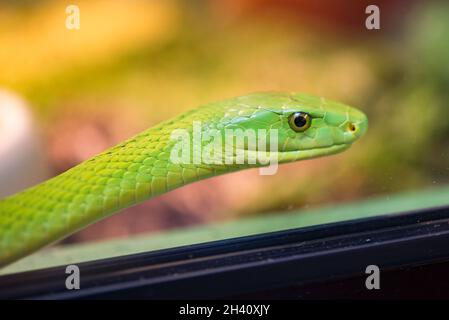 Serpente di Mamba verde Foto Stock