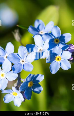 Dimentica-me-not o scorpion erbe. Myosotis è un genere di piante da fiore Foto Stock