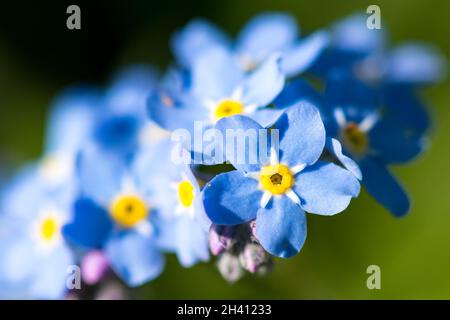 Dimentica-me-not o scorpion erbe. Myosotis è un genere di piante da fiore Foto Stock