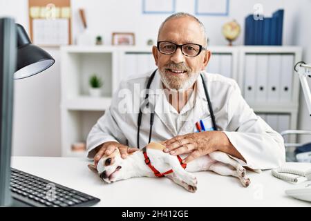 Uomo anziano grigio-capelli indossando veterinario uniforme esame chihuahua in clinica veterinario Foto Stock