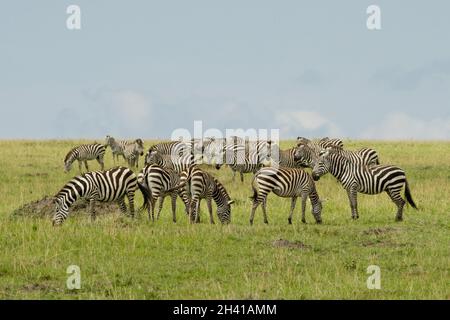 Group of Zebras in the Savannah Stock Photo