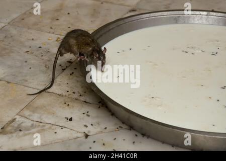 Ratto bere latte nel tempio di Karni Mata a Deshnok Foto Stock