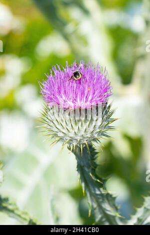 Bumblebee che si allena su un fiorente fiore di cardo viola, fotografie naturalistiche e naturalistiche Foto Stock