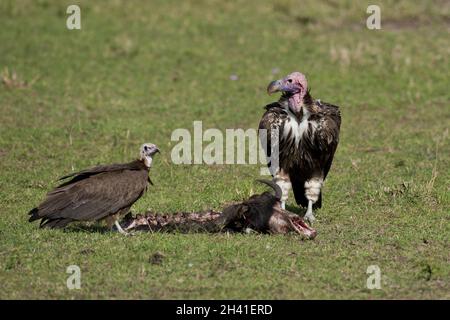 Due avvoltoi a faccia di Lappet con Prey Foto Stock