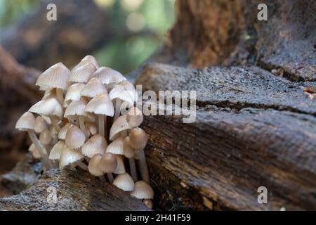 Un grande gruppo di piccoli funghi che crescono nel bosco di Southampton Common Foto Stock