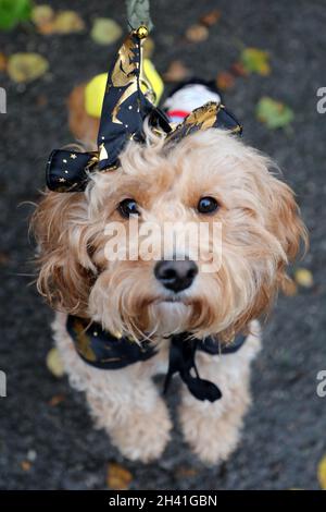 Londra, Regno Unito. 31 ottobre 2021. Digitate il Cavapoo al The All Dogs Matter Halloween Dog Walk su Hampstead Heath in aiuto della carità che ospita e rimette i cani. Vedere www.alldogsmatter.co.uk Credit: Paul Brown/Alamy Live News Foto Stock