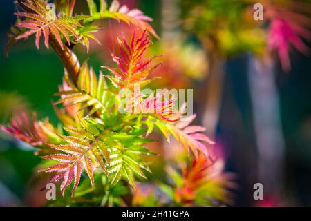 Giovane rosa verde primavera colorata vibrante foglie di arbusto decorativo Rowan-leaved Sorbaria sorbifolia o la falsa spirea in giardino ornamentale. Natura Foto Stock