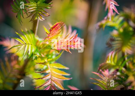 Giovane rosa verde primavera colorata vibrante foglie di arbusto decorativo Rowan-leaved Sorbaria sorbifolia o la falsa spirea in giardino ornamentale. Natura Foto Stock