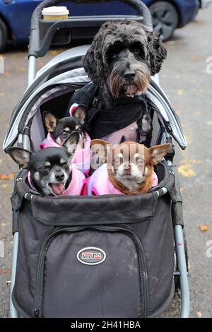 Londra, Regno Unito. 31 ottobre 2021. Henry la miniatura Labradoodle condivide il suo pram con i suoi amici di Chihuahua, Bean, mouse e Blousey Brown, alla All Dogs Matter Halloween Dog Walk su Hampstead Heath in aiuto della carità che ospita e rimette i cani. Vedere www.alldogsmatter.co.uk Credit: Paul Brown/Alamy Live News Foto Stock