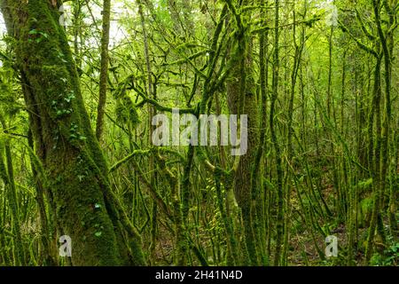 Foresta temperata di Roquefort les Cascades, Ariège, Francia Foto Stock