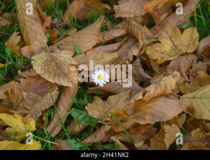 L'autunno lascia con un fiore in mezzo Foto Stock