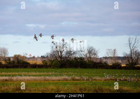 Gru di Sandhill (Grus canadensis) che atterrano in un campo di fattoria del Wisconsin a fine ottobre durante la migrazione a sud, orizzontale Foto Stock