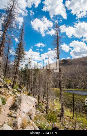 Foresta bruciata nel Rocky Mountain National Park, USA Foto Stock