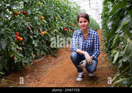 Horticulturist femminile di successo vicino ai cespugli di pomodoro in serra Foto Stock