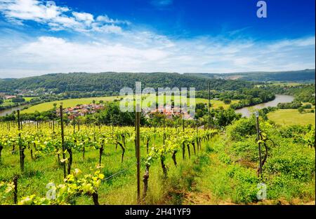 La Valle del Neckar, Vista dalla Michelsberg, Gundelsheim, Baden-Württemberg, Germania, Europa . Foto Stock