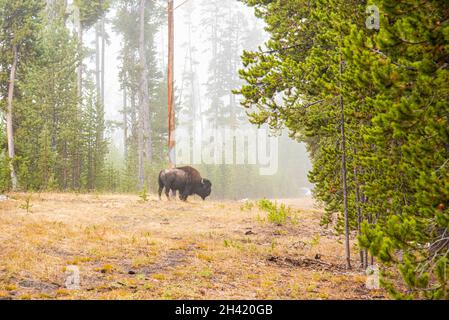 Un bufalo che rimane solitario nella foresta del Parco Nazionale di Yellowstone, Stati Uniti Foto Stock