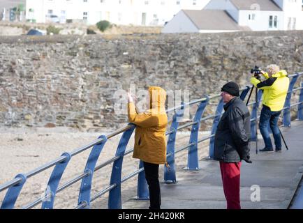 Portreath, Cornovaglia, Regno Unito. 31 ottobre 2021.People scattare foto ad alta marea del mare grezzo a Portreath, Cornovaglia mentre i surfisti hanno fatto la maggior parte delle grandi onde che si infrangono lungo la parete del porto. Il cielo era blu con sole glorioso e 13C, la previsione è per il tempo umido per i prossimi giorni. Credit: Keith Larby/Alamy Live News Foto Stock