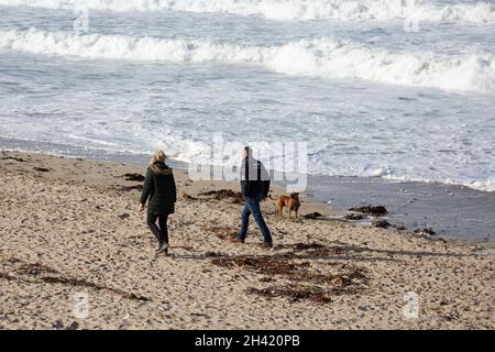 Portreath, Cornovaglia, Regno Unito. 31 ottobre 2021. Gli escursionisti di cani erano fuori per una passeggiata mattutina sulla spiaggia in alta marea a Portreath, Cornovaglia, mentre i surfisti hanno fatto la maggior parte del mare ruvido e grandi onde che si infrangono lungo la parete del porto. Il cielo era blu con sole glorioso e 13C, la previsione è per il tempo umido per i prossimi giorni. Credit: Keith Larby/Alamy Live News Foto Stock