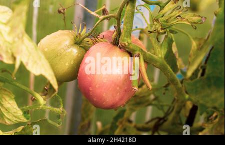 Pomodori grandi non maturi in una serra su un ramo Foto Stock