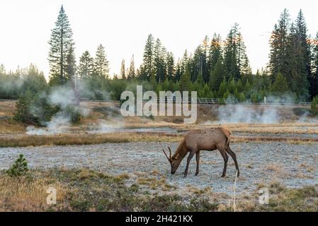 Un cervo mulo solitario che pascola tra un campo di fango nel NP di Yellowstone, USA Foto Stock