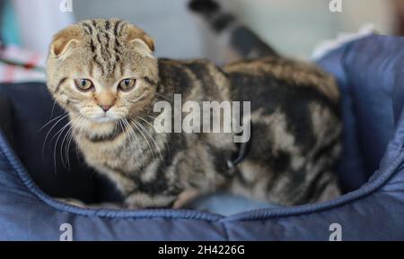 Un gattino di Fold scozzese si trova in un cesto di trasporto in uno spettacolo di gattini a Minsk. Bielorussia Foto Stock