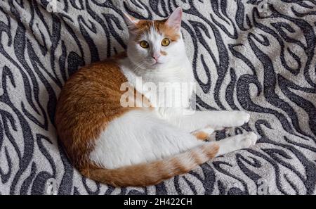 divertente gatto zenzero si trova a letto su un copriletto bianco e nero Foto Stock