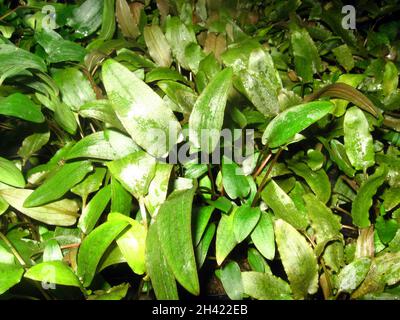 Cultura idroponica di Cryptocoryne wendtii, la tromba d'acqua del Wendt, una specie di erbe che è originaria dello Sri Lanka Foto Stock